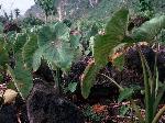 Photo of subsistance taro plot near Fitiuta