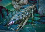 skipjack tuna wrapped for a traditional umu
