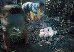 Photo of taro added to a traditional umu