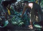 Photo of covering umu with leaves