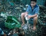 Young boy preparing taro for umu