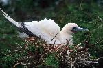Photo of red-footed booby, fua'o