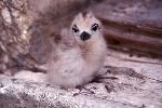 fairy or white tern, downy young
