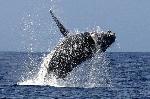 humpback whale