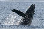 whales, humpback whale