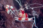 banded coral shrimp