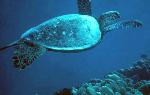 green sea turtle