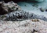 sea cucumber
