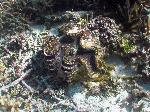 giant clam