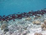 striped bristletooth, Ctenochaetus striatus