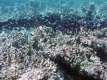 striped bristletooth, Ctenochaetus striatus