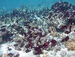striped bristletooth, Ctenochaetus striatus