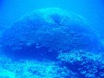Massive Porites coral