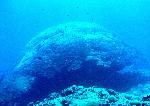 Massive Porites coral