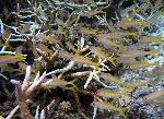 yellow goatfish, Mulloidicthys vanicolensis