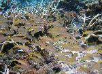 yellow goatfish, Mulloidicthys vanicolensis