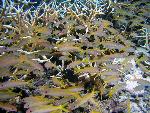 yellow goatfish, Mulloidicthys vanicolensis