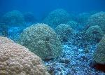 Porites coral