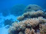 Coral reef