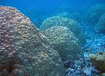 Coral reef