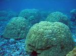 Coral reef