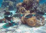 parrotfish, Scarus sp.