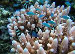 bluegreen chromis, Chromis viridis
