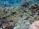 yellow goatfish, Mulloidicthys vanicolensis