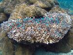 bluegreen chromis, Chromis viridis