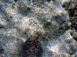 flounder, Bothus sp.