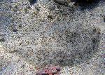 flounder, Bothus sp.
