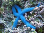 starfish