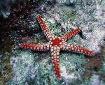 starfish