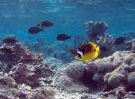 Butterflyfish, Ofu Lagoon