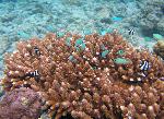 bluegreen chromis, Chromis viridis