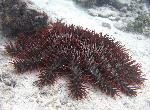 crown-of-thorns starfish
