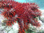 crown-of-thorns starfish