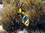 orange-fin anemonefish, Amphiprion chrysopteris