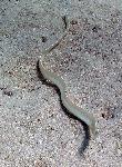 Marine eel