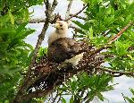 Red-footed booby