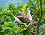 Red-footed booby