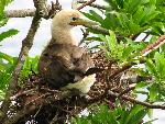 Red-footed booby