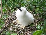 Red-footed booby, downy young
