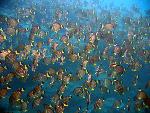 whitespotted surgeonfish, Acanthurus guttatus