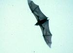 Flying fox in flight