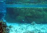 Massive Porites