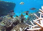 reef fish, Ofu