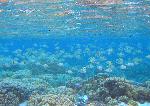 reef fish, Ofu