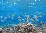 reef fish, Ofu