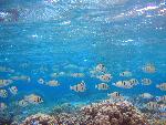 reef fish, Ofu